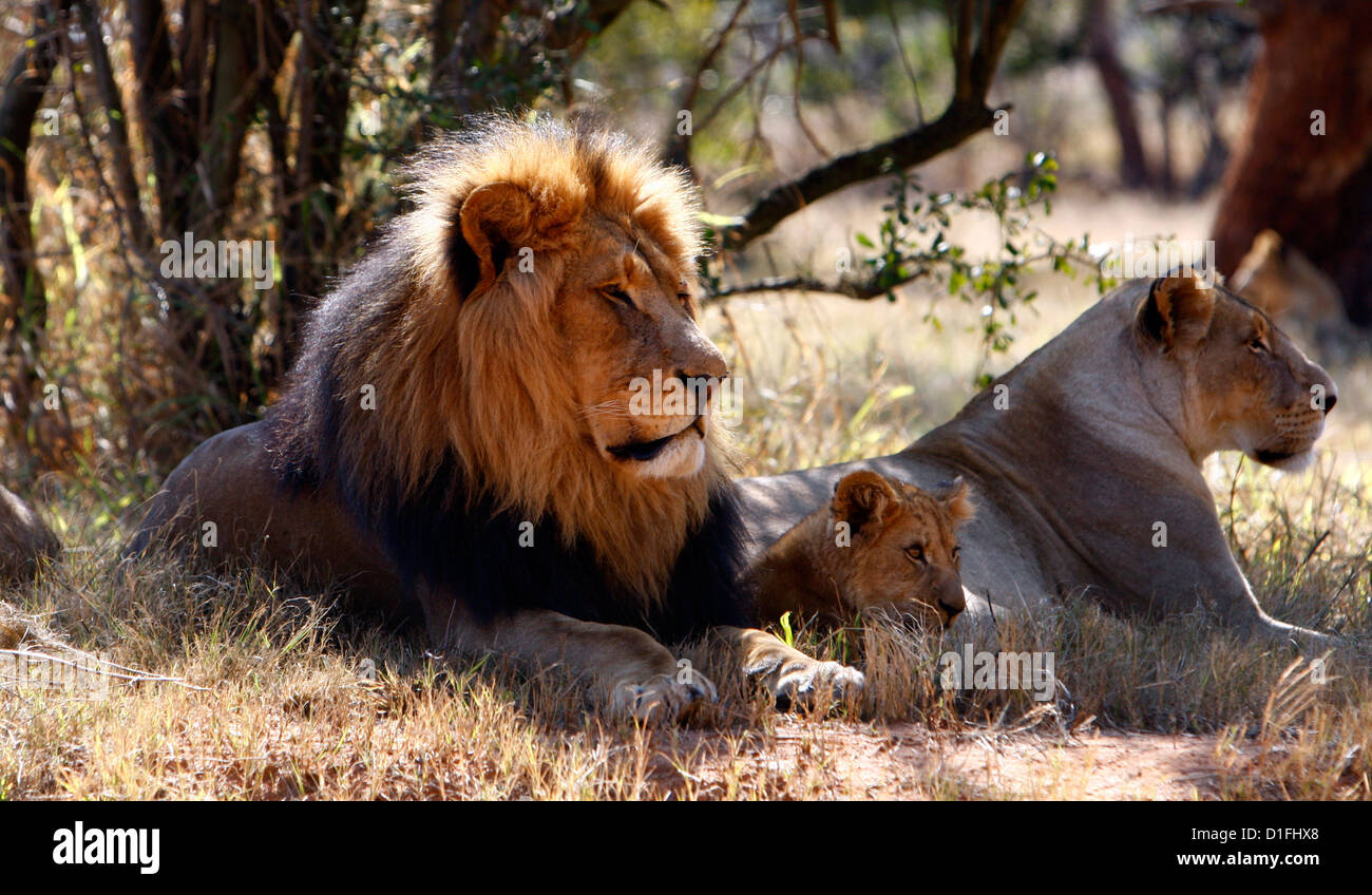 03.07.2009 Homme,Femme Lion et freiner le crédit en Afrique du Sud, James Galvin Banque D'Images