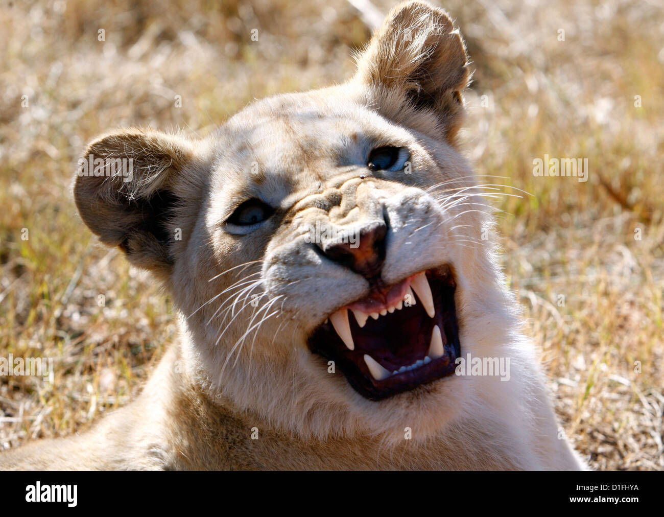 03.07.2009 roaring Lion féminin en Afrique du Sud Galvin James Crédit Banque D'Images