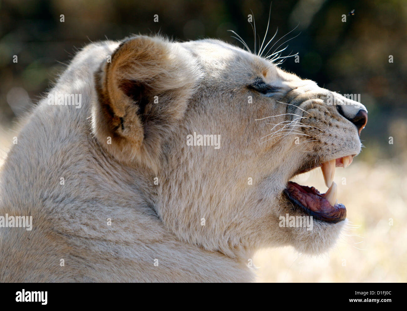 03.07.2009 Roaring Lion féminin en Afrique du Sud Galvin James Crédit Banque D'Images