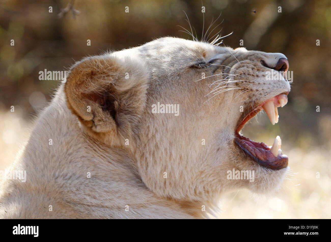 03.07.2009 roaring Lion féminin en Afrique du Sud Galvin James Crédit Banque D'Images