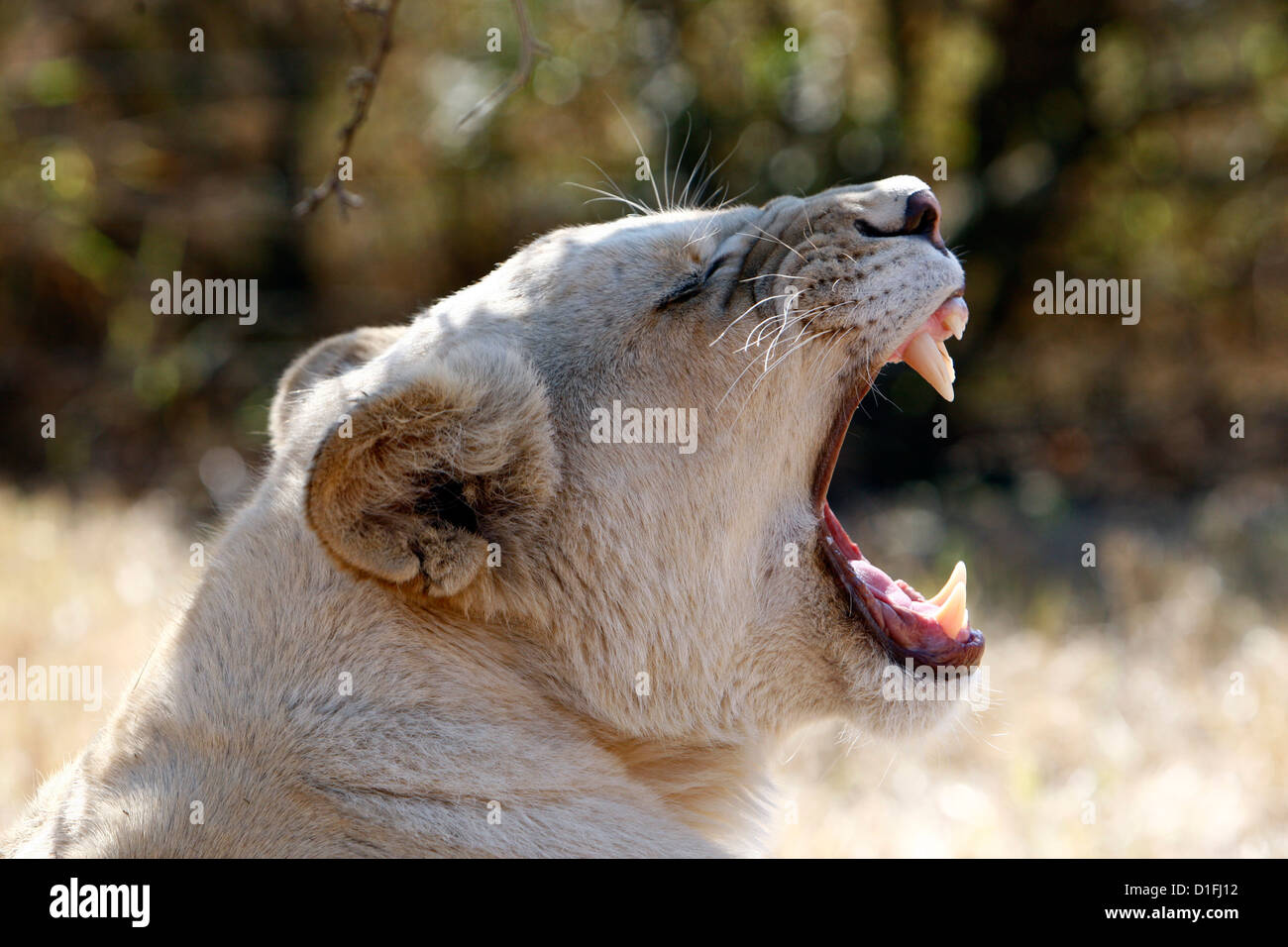 03.07.2009 roaring Lion féminin en Afrique du Sud / Alamy Galvin James Crédit Banque D'Images
