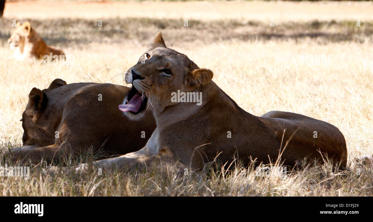 03.07.2009 Les Lions de sexe féminin en Afrique du Sud Galvin James Crédit Banque D'Images