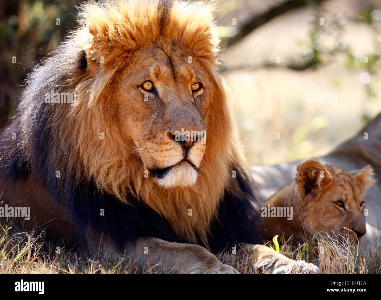03.07.2009 lion mâle et freiner en Afrique du Sud Galvin James Crédit Banque D'Images