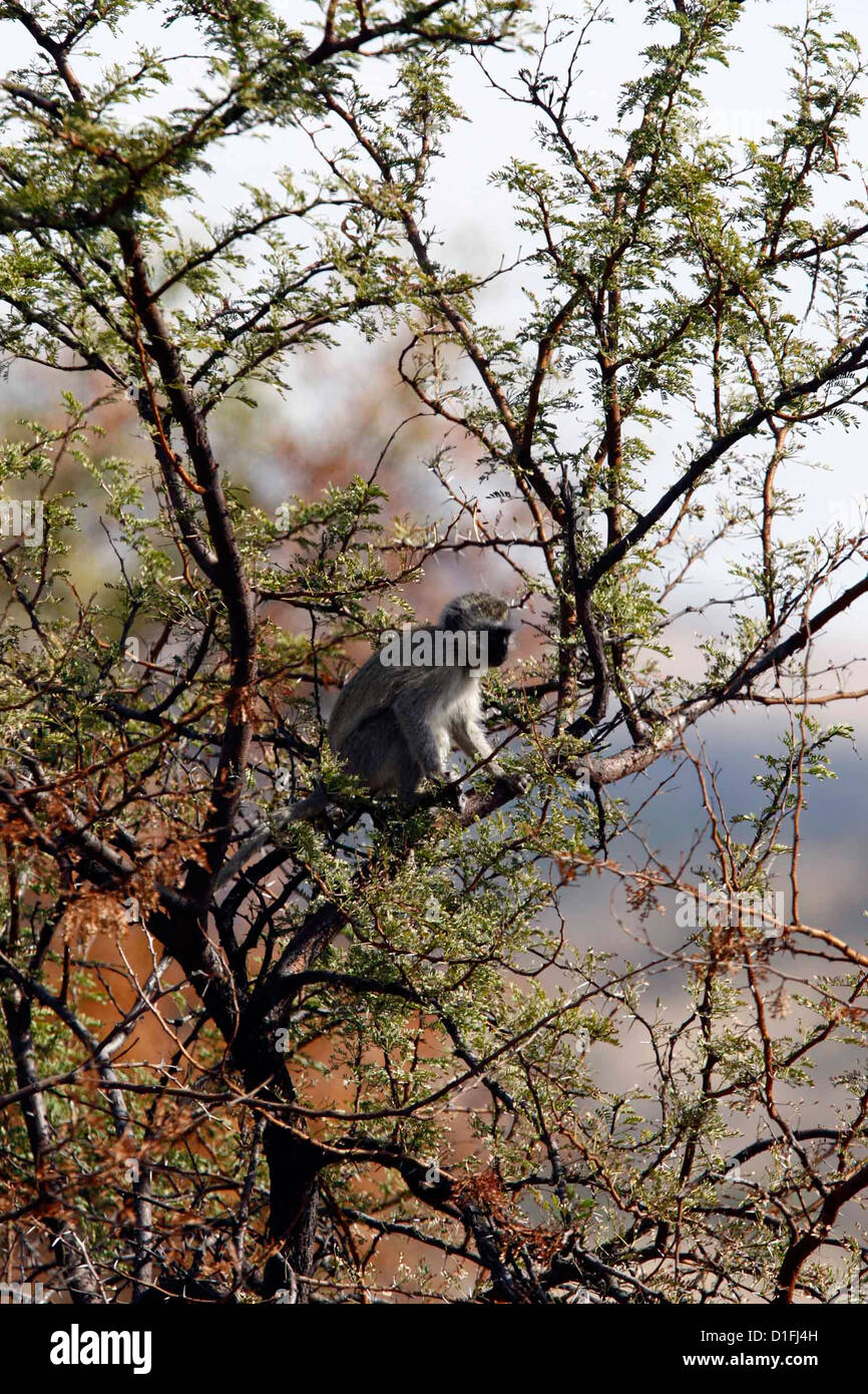 01.07.2009 singe dans un arbre en Afrique du Sud Galvin James Crédit Banque D'Images