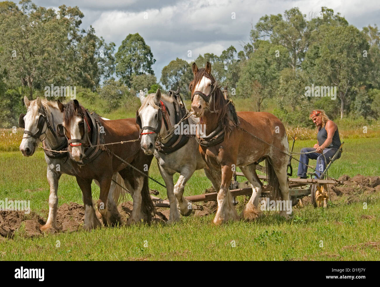 Équipe de quatre chevaux de labour à la ferme Banque D'Images
