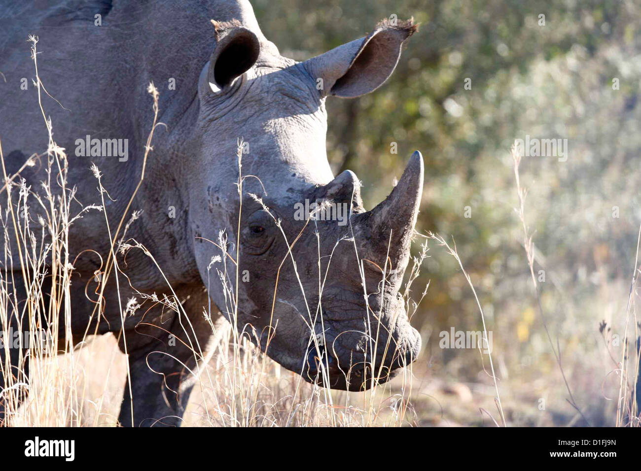 30.06.2009 Rhino en Afrique du Sud Galvin James Crédit Banque D'Images