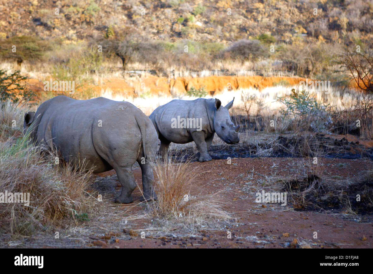 30.06.2009 Rhino et Baby Calf Crédit en Afrique du Sud, James Galvin Banque D'Images