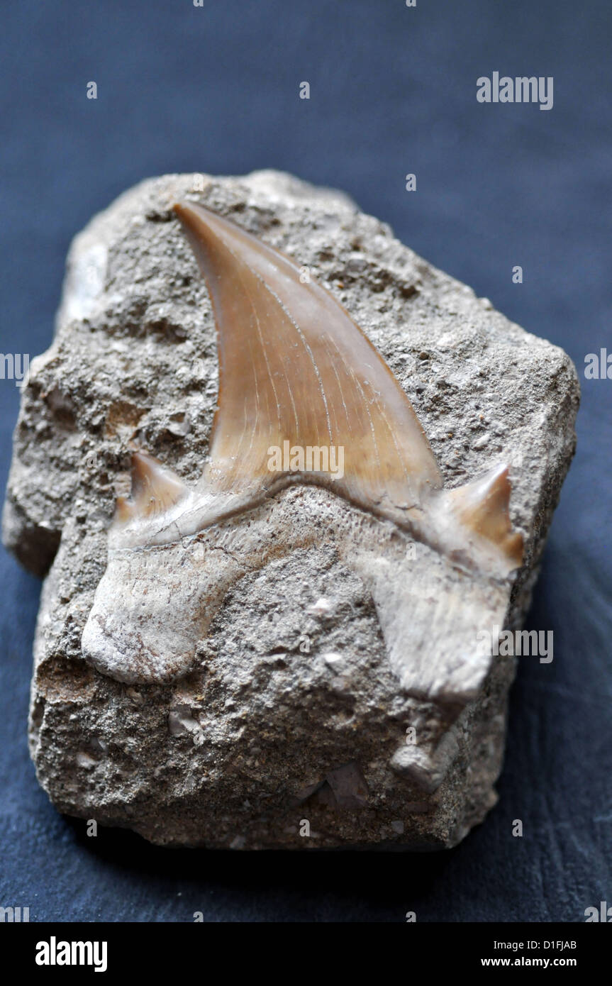 Dent de requin fossile à partir de la période de l'Éocène, Khourigba — free download
