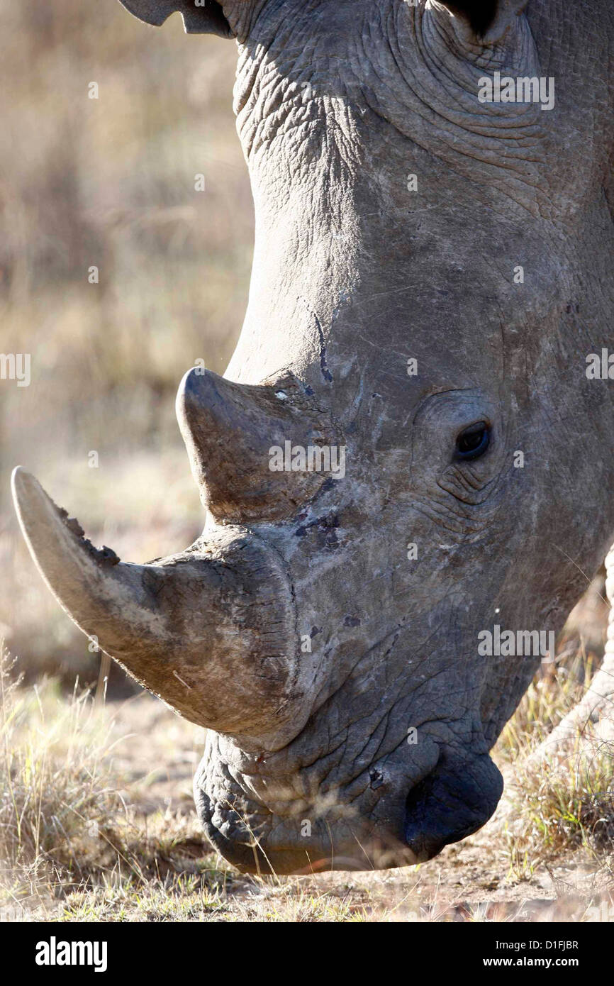 03.07.2009 des rhinocéros en Afrique du Sud Galvin James Crédit Banque D'Images