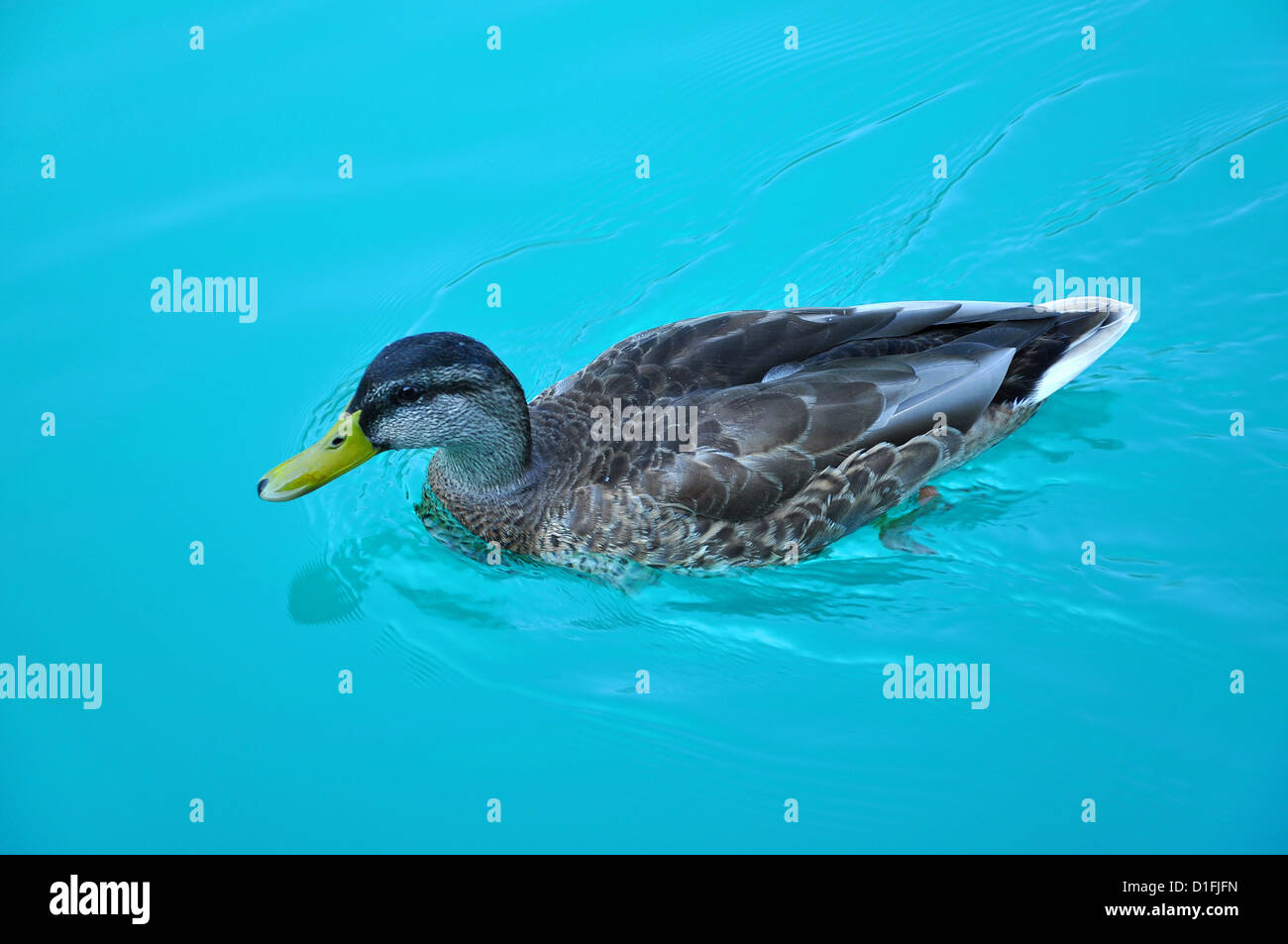 Natation canard dans l'eau du lac turquoise Banque D'Images