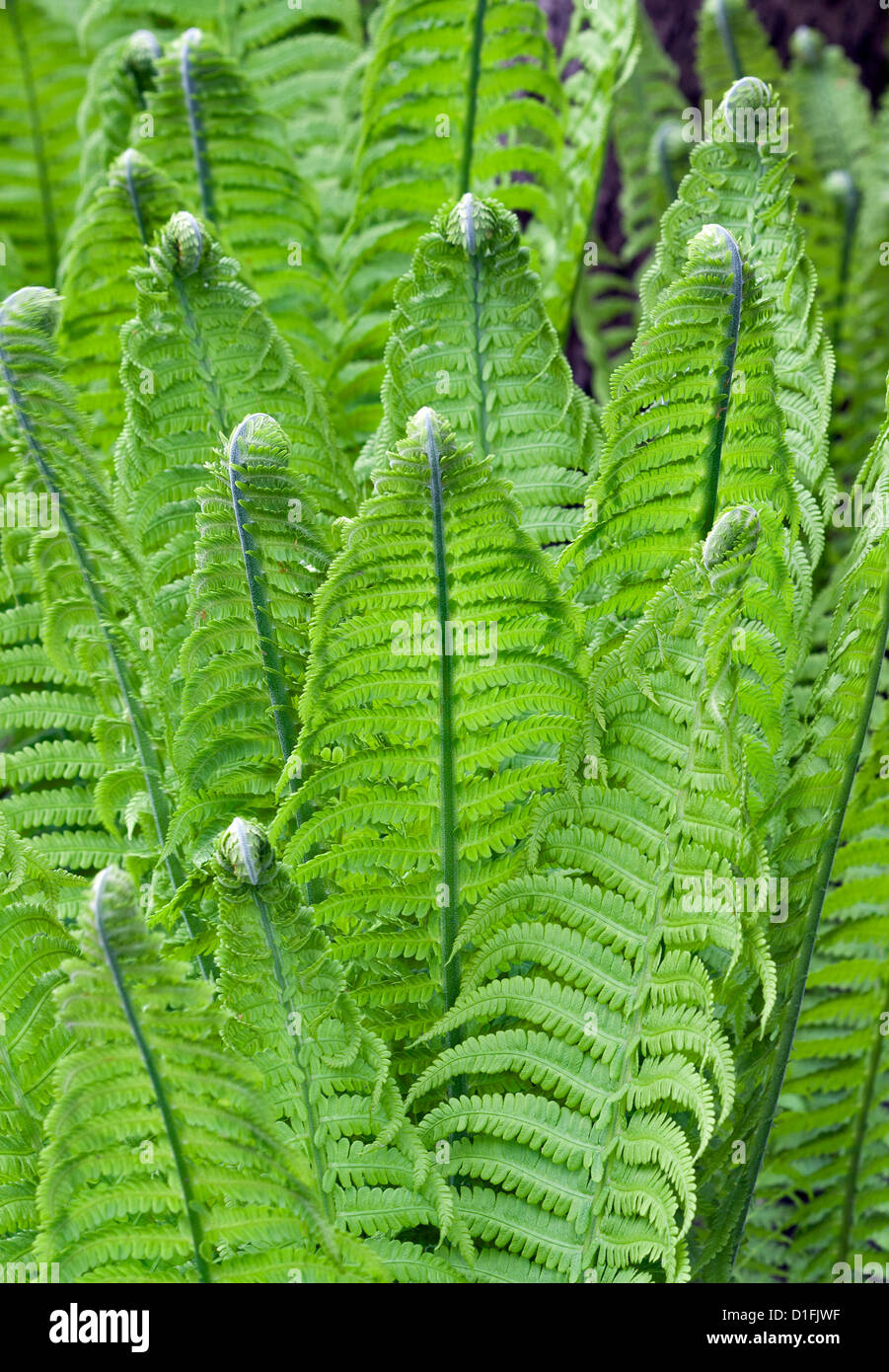 Les jeunes feuilles de fougère Fleurs macro Banque D'Images