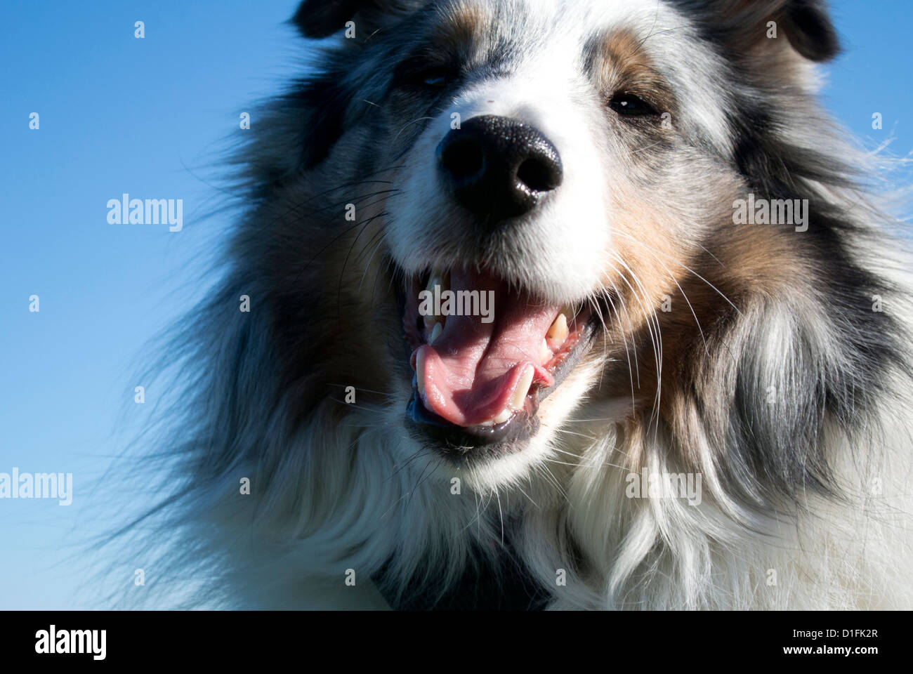 Portrait d'un Sheltie Shetland Sheepdog, ou. Banque D'Images