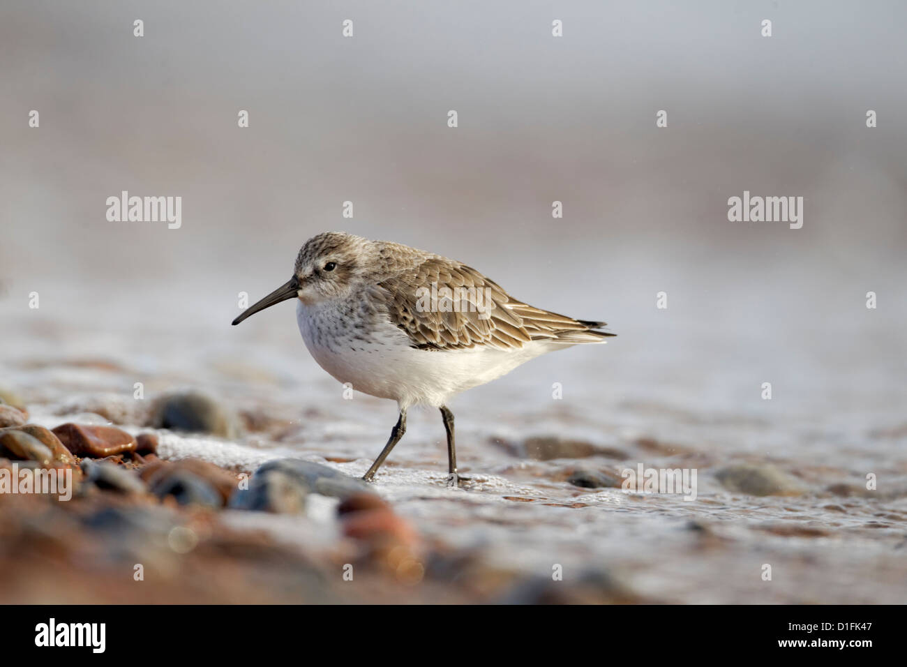 Bécasseau variable, Calidris alpina, seul oiseau dans l'eau, des montagnes. L'Écosse, novembre 2012 Banque D'Images