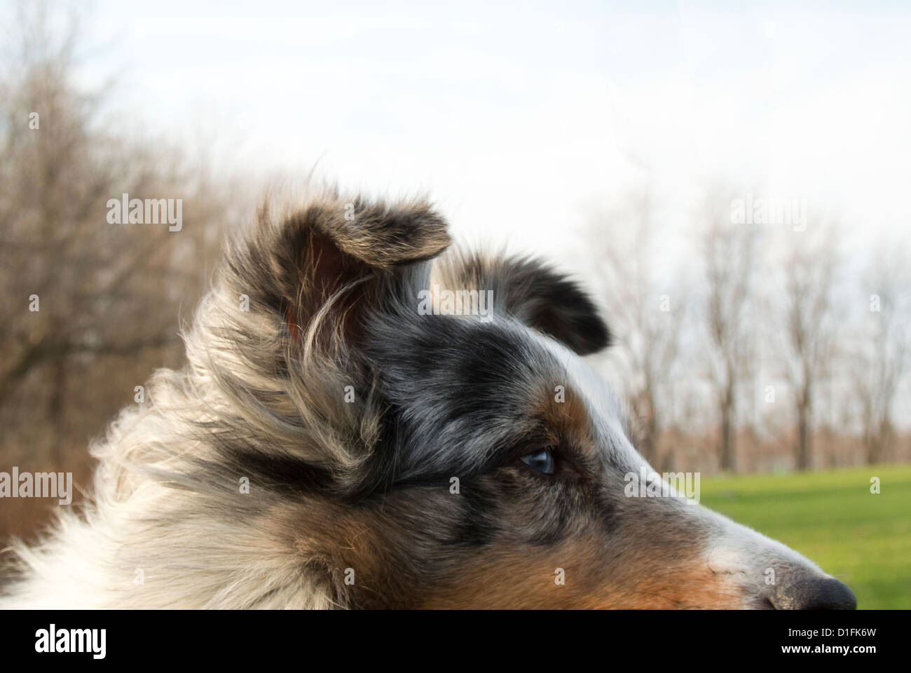 Portrait d'un Sheltie Shetland Sheepdog, ou. Banque D'Images