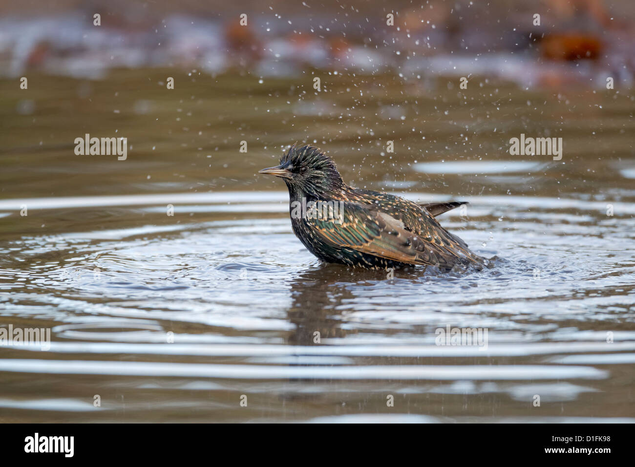 Étourneau sansonnet Sturnus vulgaris, seul oiseau baignade, Highlands, Ecosse, novembre 2012 Banque D'Images