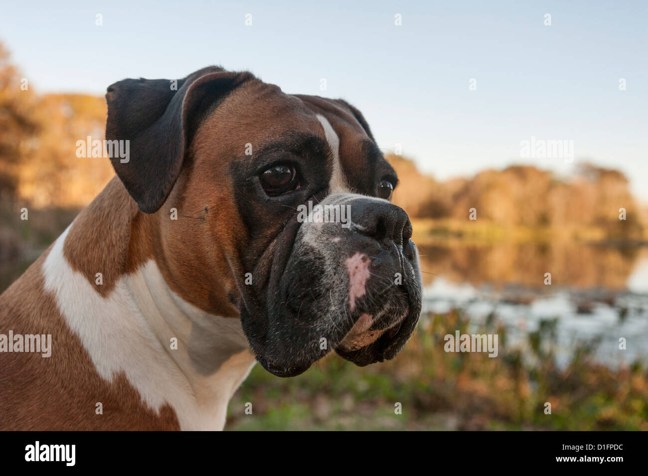 Un mâle de 5 ans, pedigree boxer fauve blanc chien d'exposition. Banque D'Images