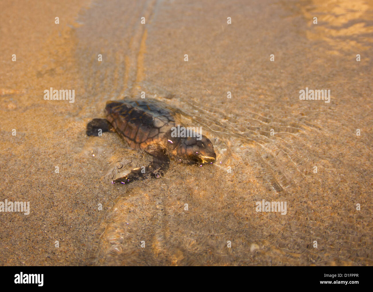 Bébé Tortue Hatchling Banque D'Images