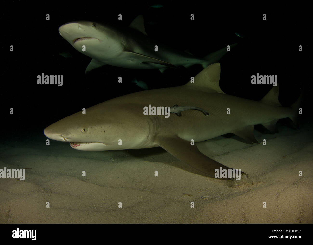 Citron et requin de récif le partage d'un cadre sur une plongée de nuit Banque D'Images