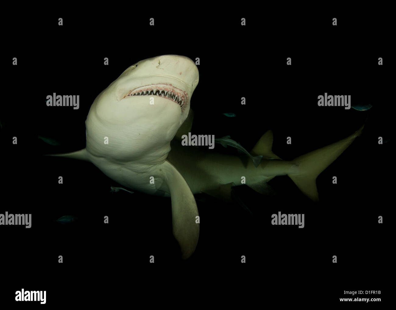 Le requin montrant son sourire sur une plongée de nuit Banque D'Images