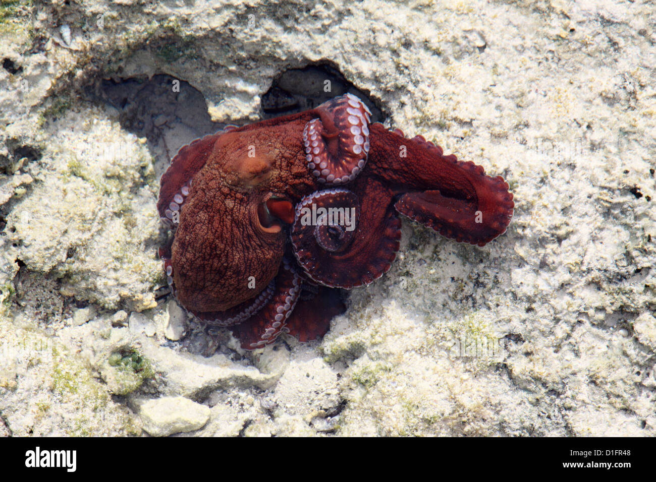 Pieuvre rouge en mer Rouge dans les récifs coralliens Banque D'Images