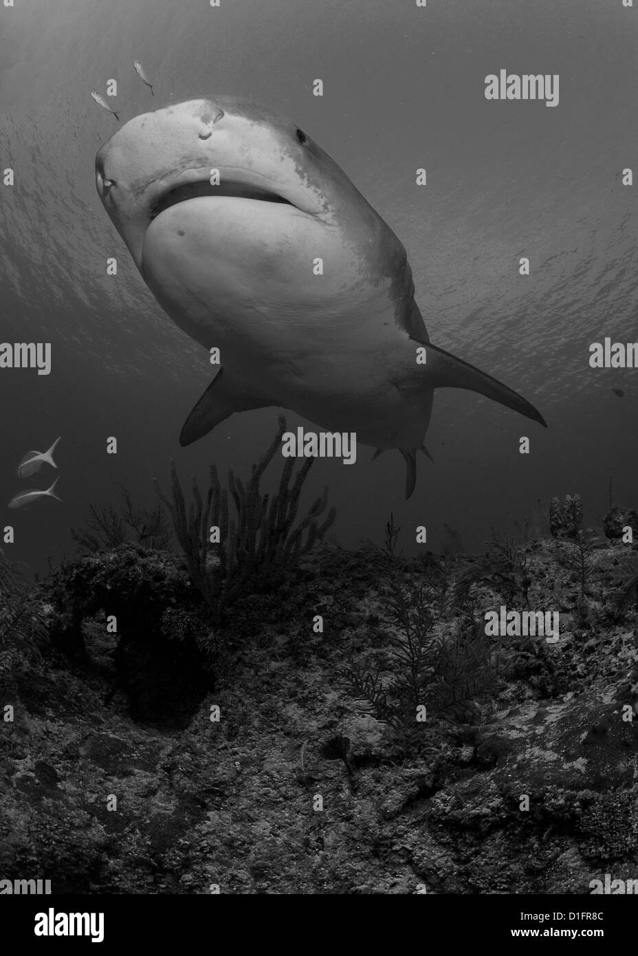 Requin tigre en noir et blanc Banque D'Images