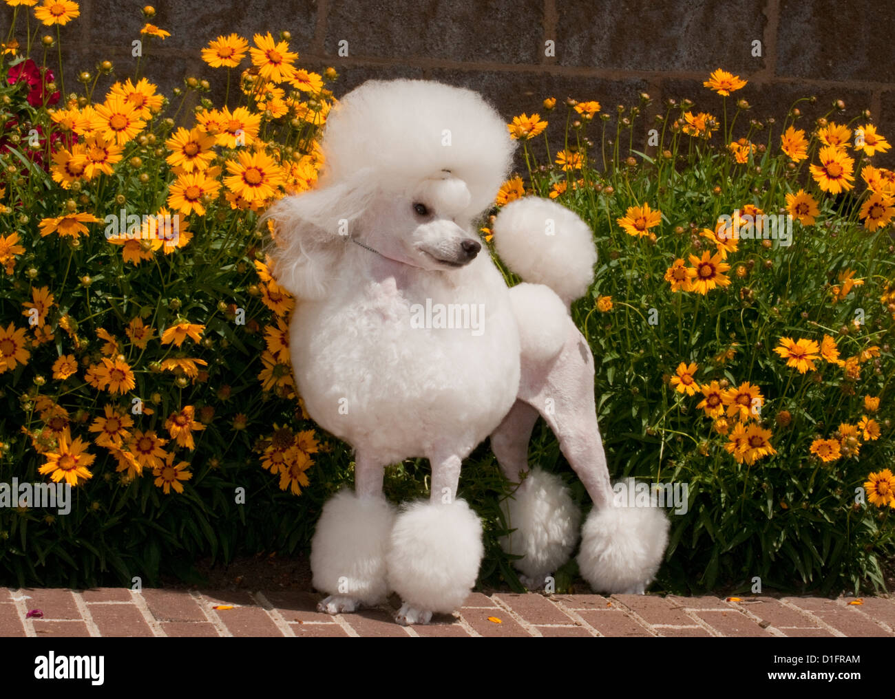 Caniche miniature Banque D'Images