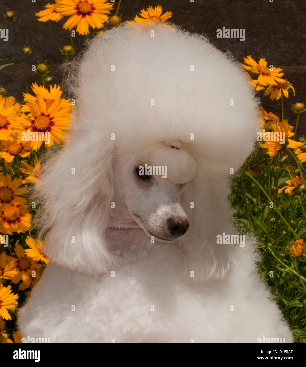 Poodle-Head miniature shot Banque D'Images