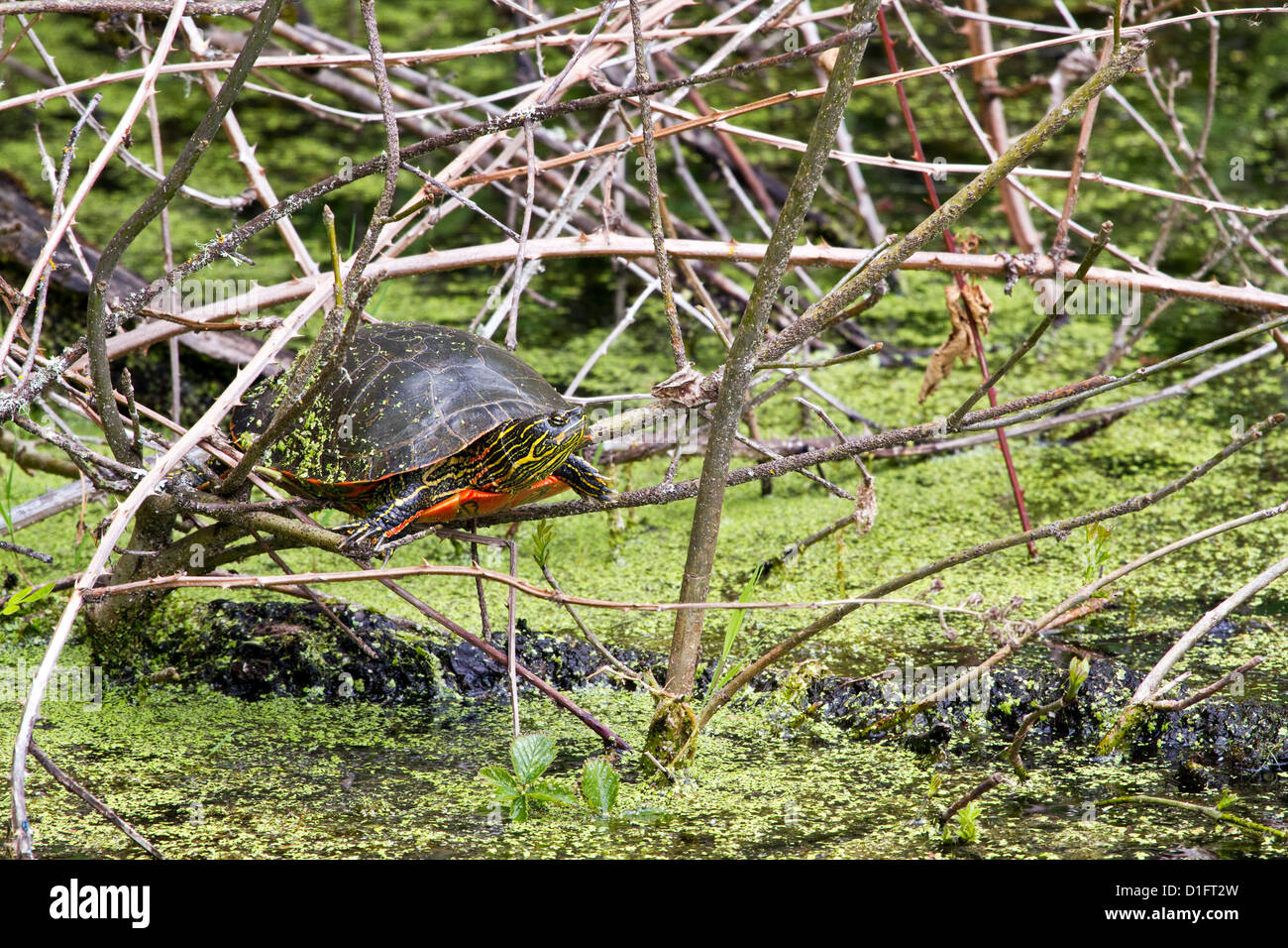 La tortue peinte de l'Ouest Banque D'Images