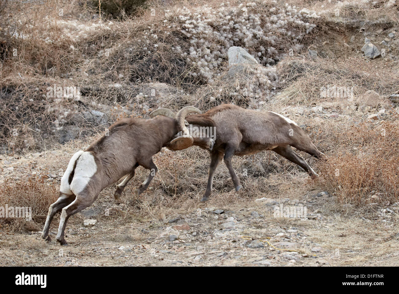 Deux mouflons (Ovis canadensis) affrontent les béliers, Clear Creek Comté, Colorado, États-Unis d'Amérique, Amérique du Nord Banque D'Images