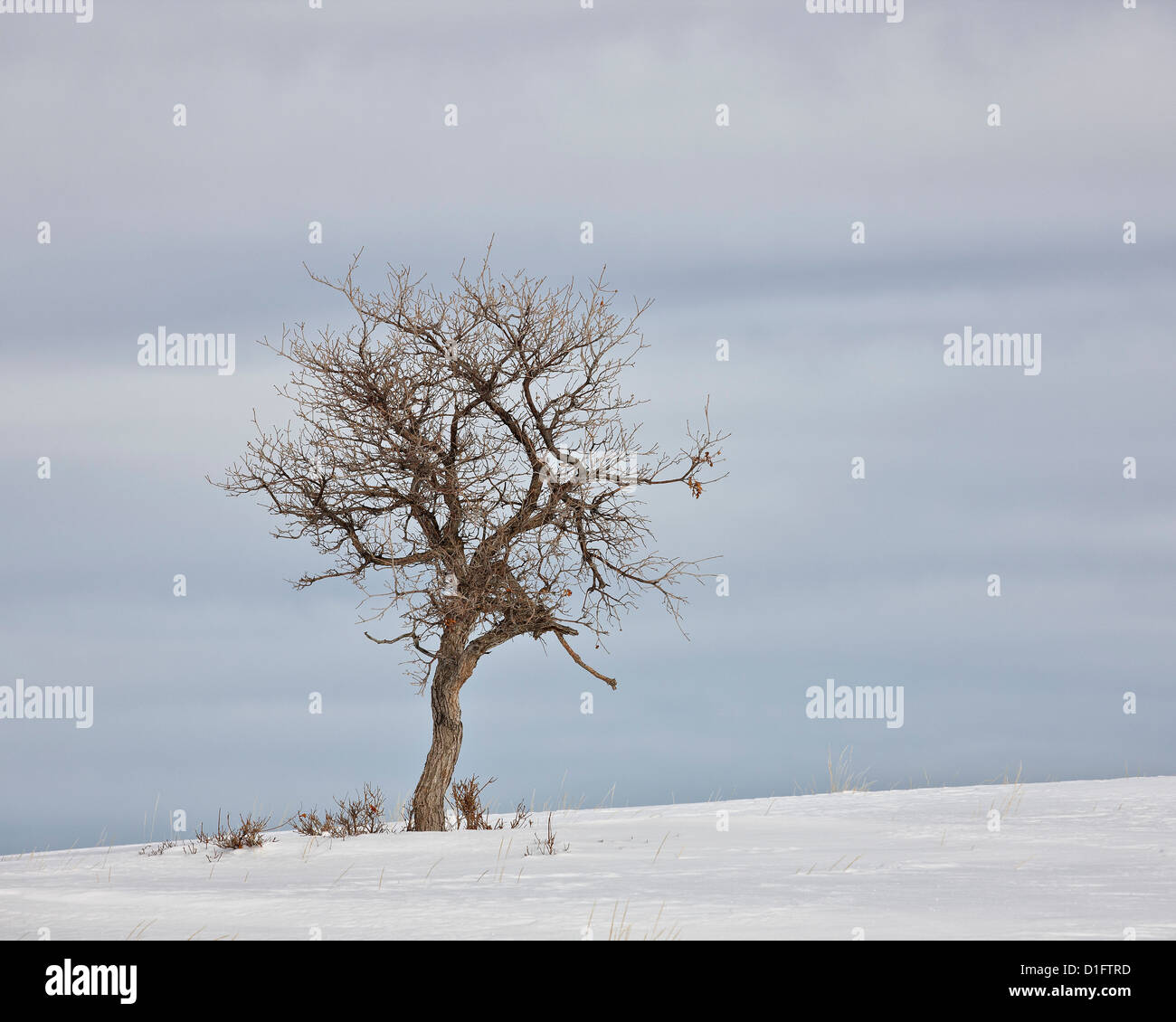 Arbre nu dans la neige, l'Uncompahgre National Forest, Colorado, États-Unis d'Amérique, Amérique du Nord Banque D'Images