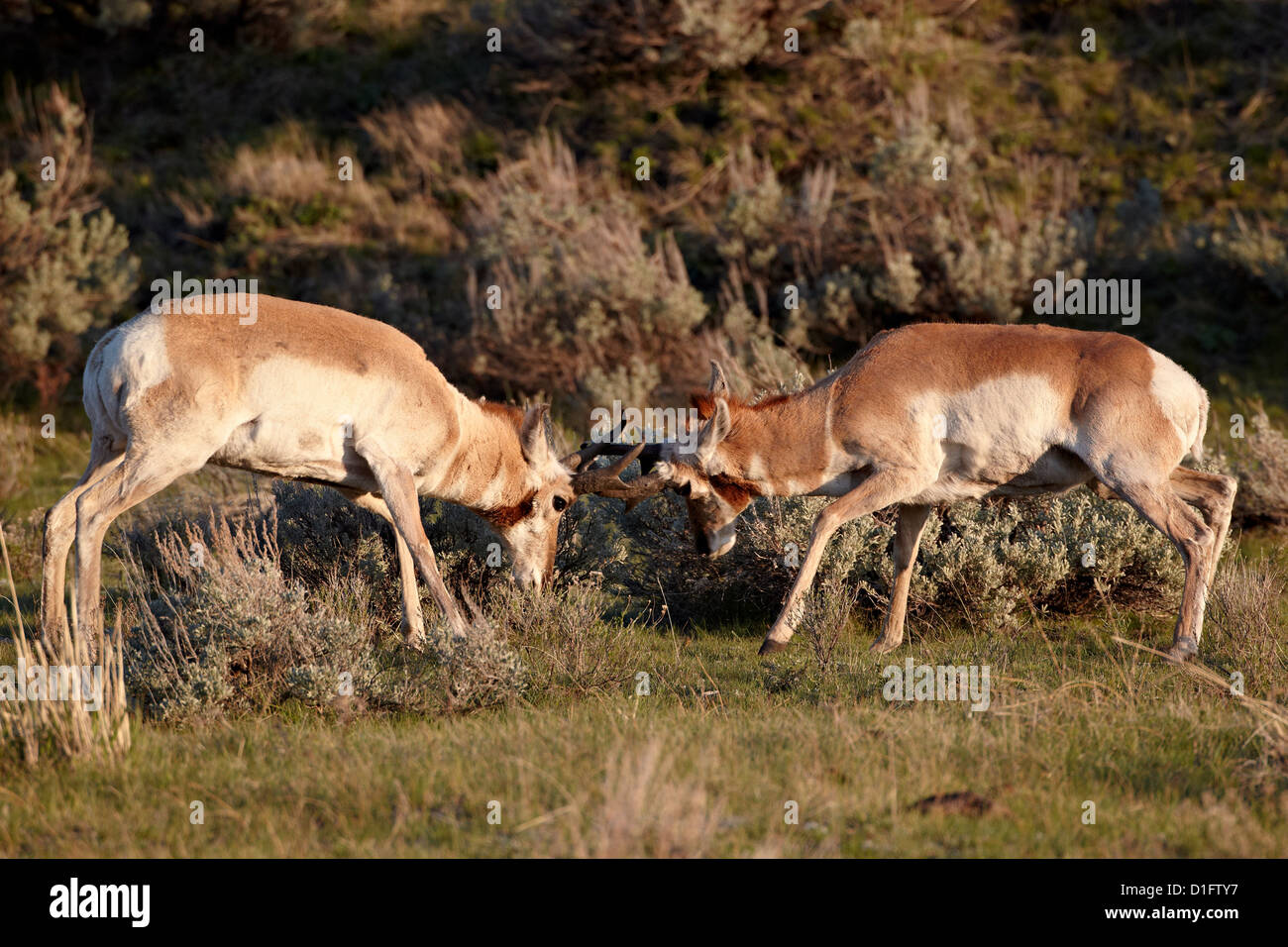 Deux Pronghorn (Antilocapra americana) sparring bucks, Parc National de Yellowstone, Wyoming, United States of America Banque D'Images