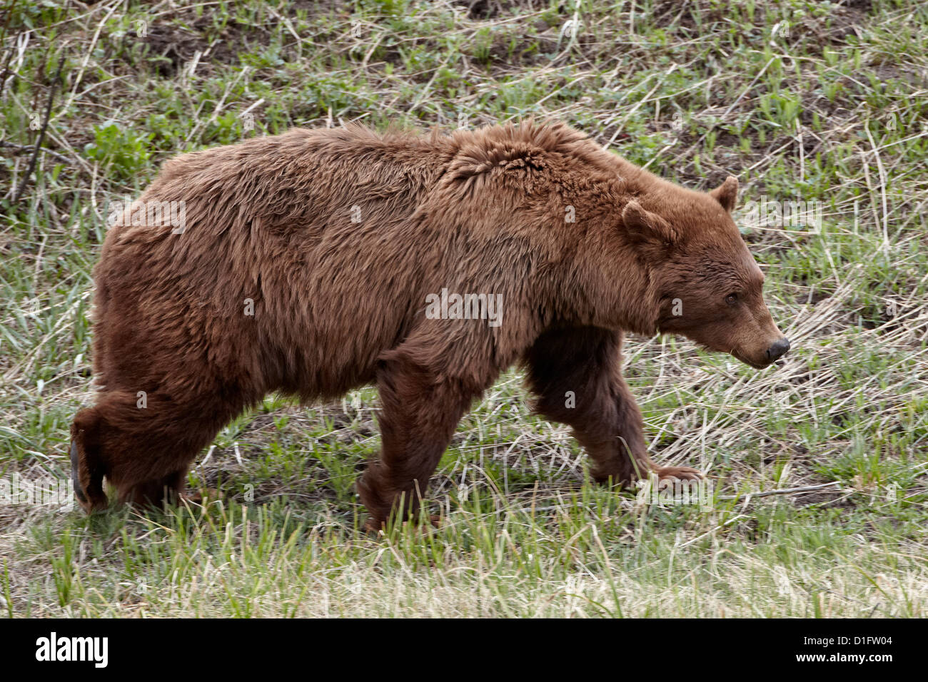 De couleur cannelle l'ours noir (Ursus americanus) randonnée pédestre, le Parc National de Yellowstone, Wyoming, United States of America Banque D'Images