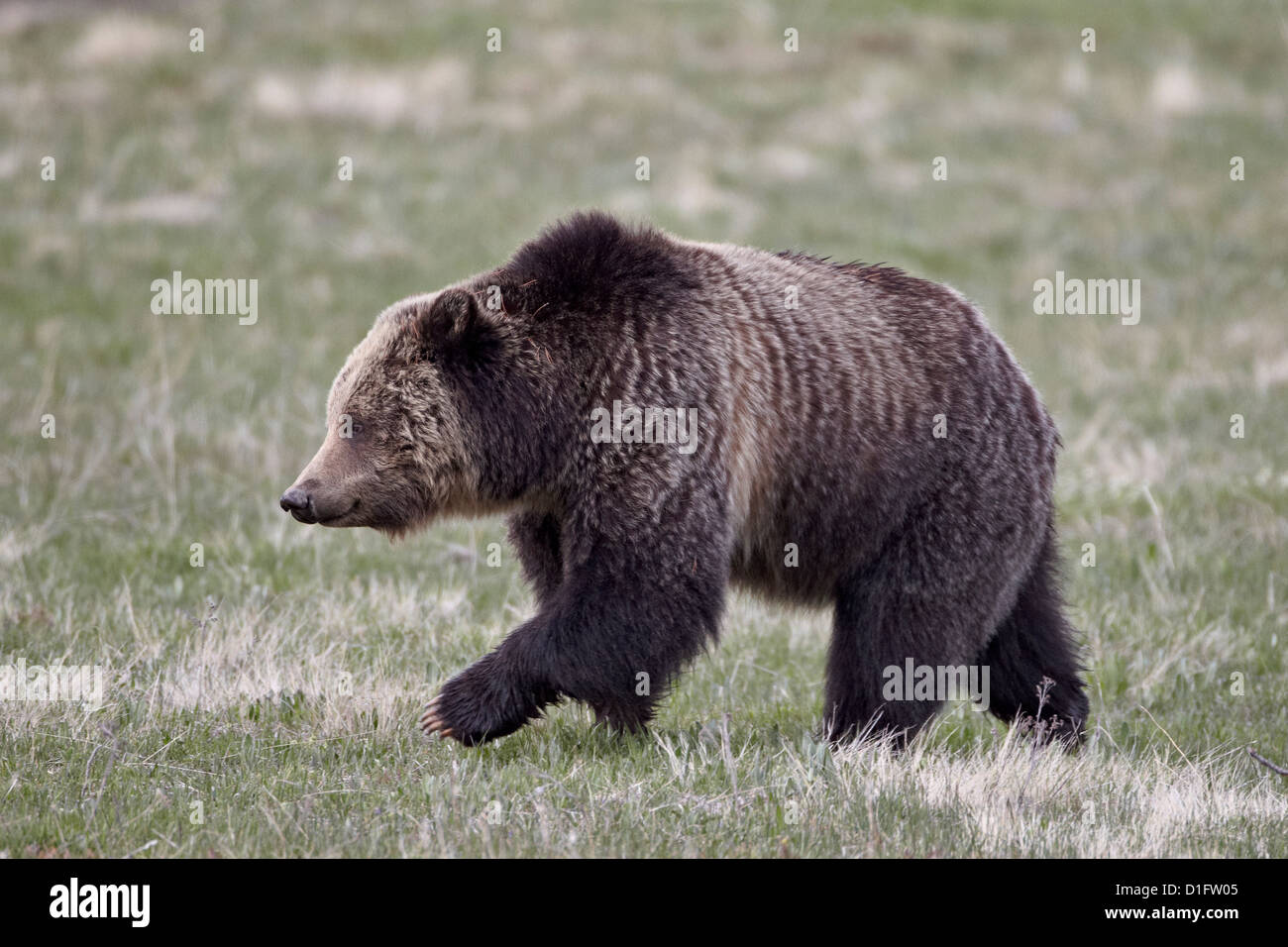 Ours grizzli (Ursus arctos horribilis) randonnée pédestre, le Parc National de Yellowstone, Wyoming, États-Unis d'Amérique, Amérique du Nord Banque D'Images