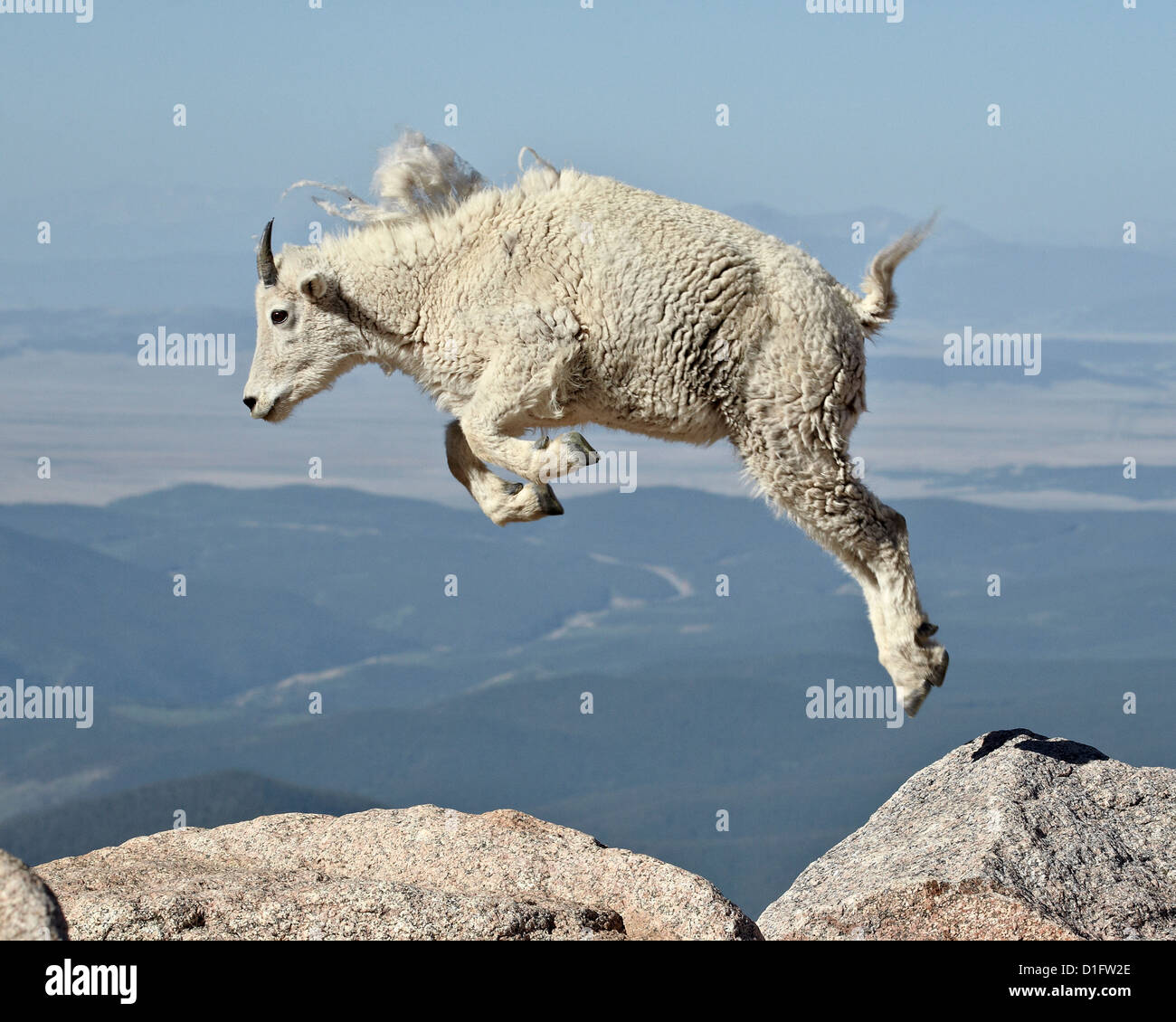 La chèvre de montagne (Oreamnos americanus) le saut d'un an, Mount Evans, Arapaho-Roosevelt National Forest, Colorado, USA Banque D'Images