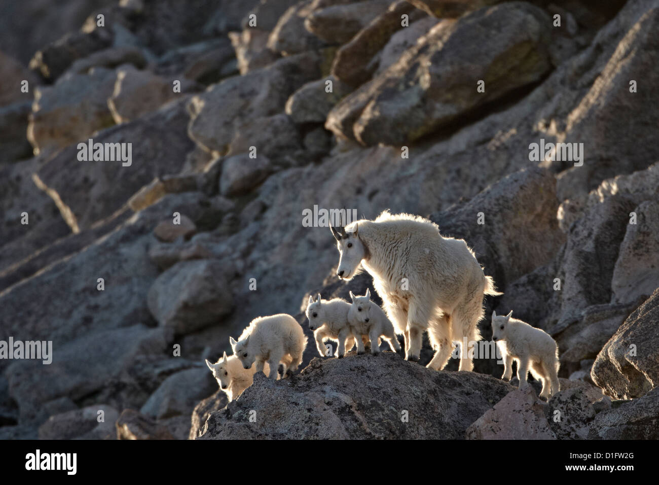 La chèvre de montagne (Oreamnos americanus) nounou et cinq enfants, Mount Evans, Arapaho-Roosevelt National Forest, Colorado, USA Banque D'Images