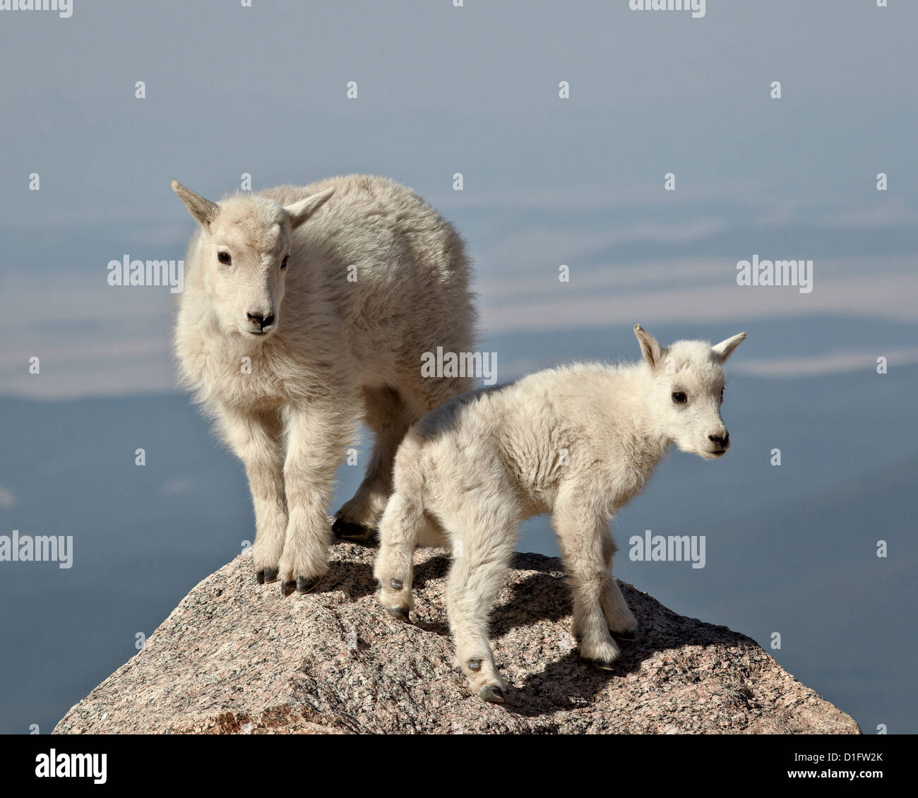 La chèvre de montagne (Oreamnos americanus) kids, Mount Evans, Arapaho-Roosevelt National Forest, Colorado, États-Unis d'Amérique Banque D'Images