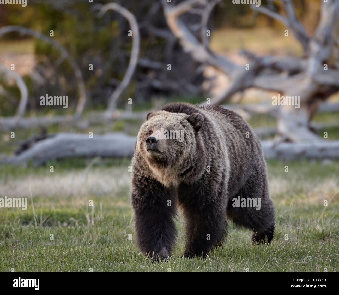 Ours grizzli (Ursus arctos horribilis) randonnée pédestre, le Parc National de Yellowstone, Wyoming, États-Unis d'Amérique, Amérique du Nord Banque D'Images