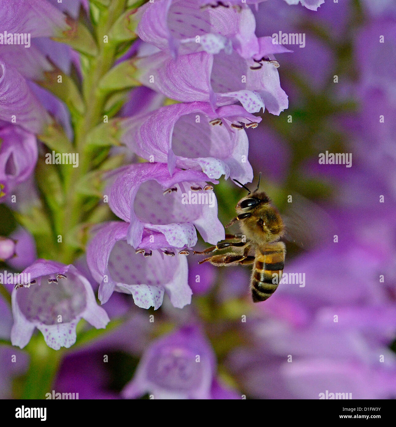 Insectes et fleurs, Afrique du Sud Banque D'Images