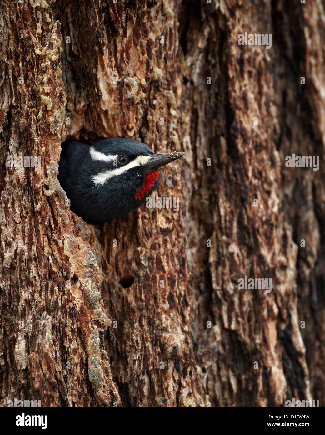 Homme de Williamson (Sphyrapicus thyroideus) poussant hors de son nid, le Parc National de Yellowstone, Wyoming, USA Banque D'Images