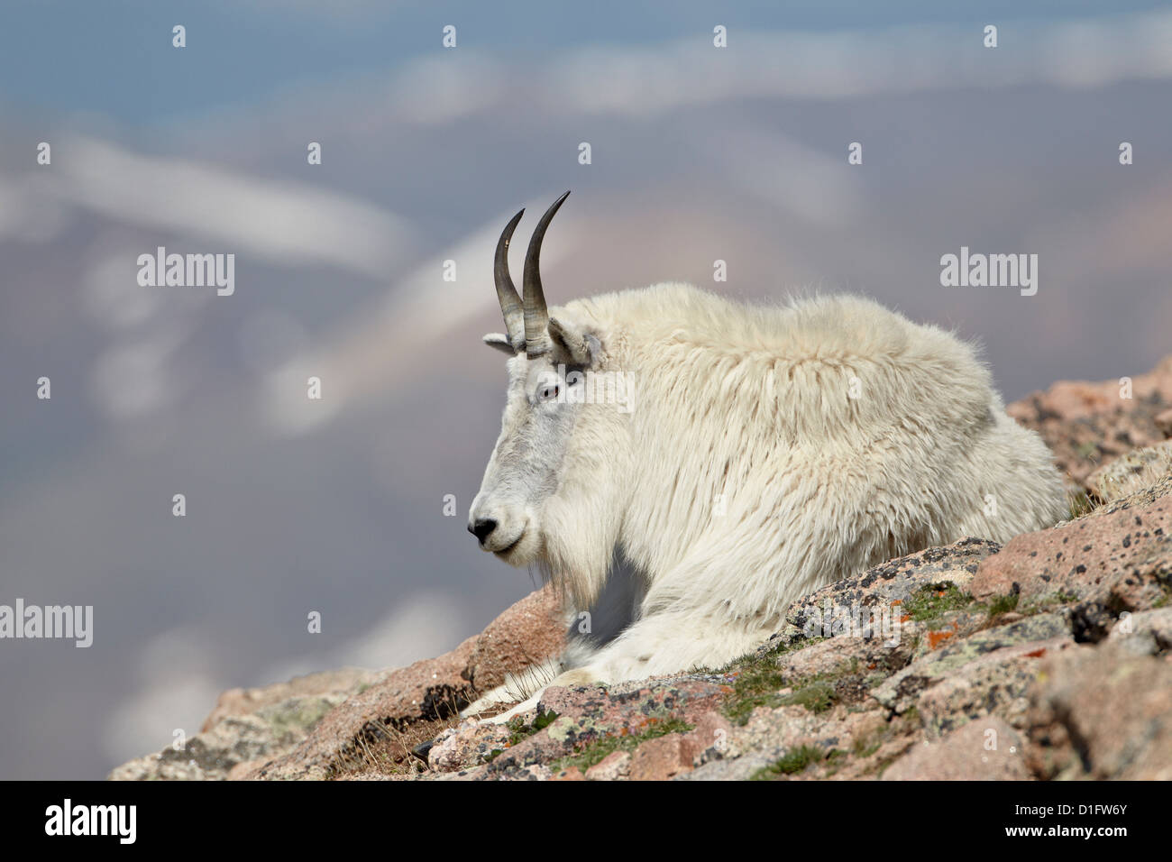La chèvre de montagne (Oreamnos americanus) nanny se reposer, Mount Evans, Arapaho-Roosevelt National Forest, Colorado, USA Banque D'Images