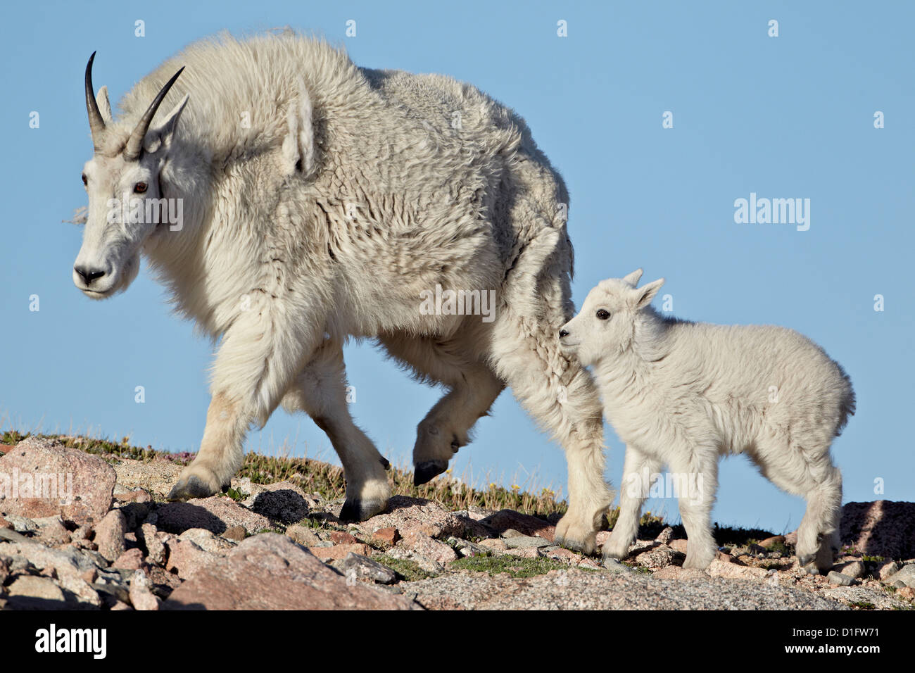 La chèvre de montagne (Oreamnos americanus) nounou et kid, Mount Evans, Arapaho-Roosevelt National Forest, Colorado, USA Banque D'Images