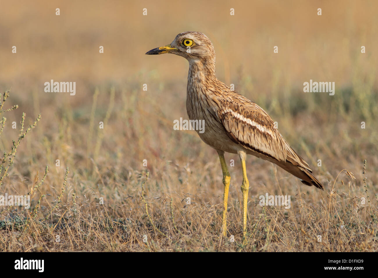 Bruant curlew (Burhinus bistriatus) Banque D'Images