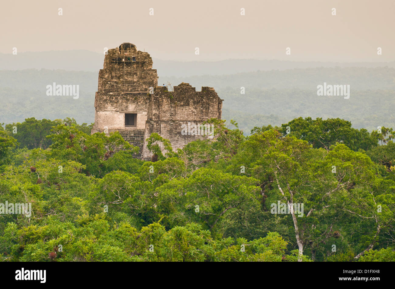 Parc national de Tikal (Parque Nacional Tikal), UNESCO World Heritage Site, Guatemala, Amérique Centrale Banque D'Images