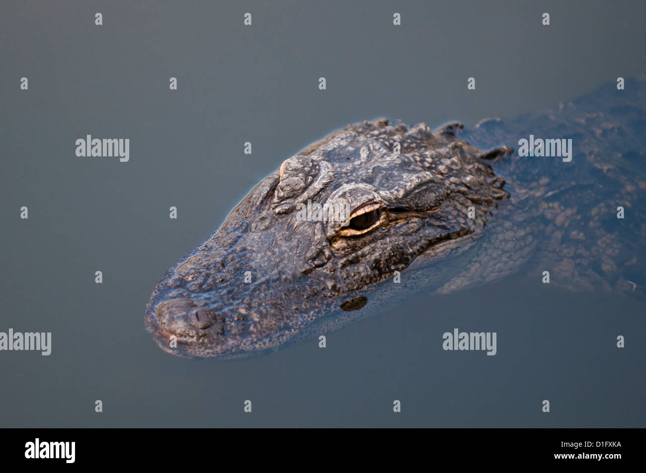 Alligator Alligator mississippiensis (), Everglades, Floride, États-Unis d'Amérique, Amérique du Nord Banque D'Images