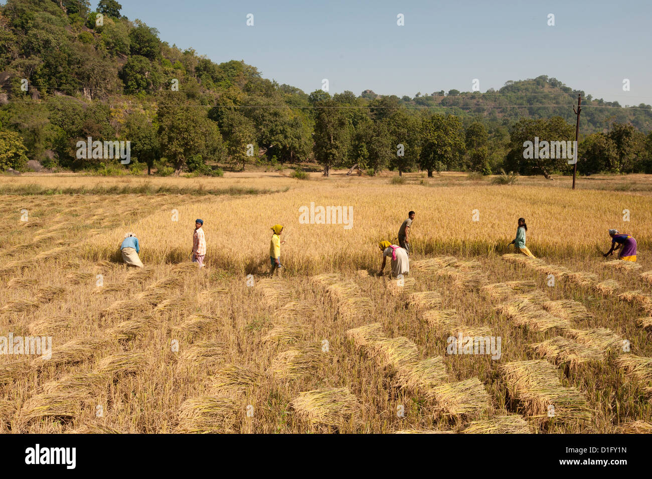 La récolte de riz champs villageois, Orissa, Inde, Asie Banque D'Images