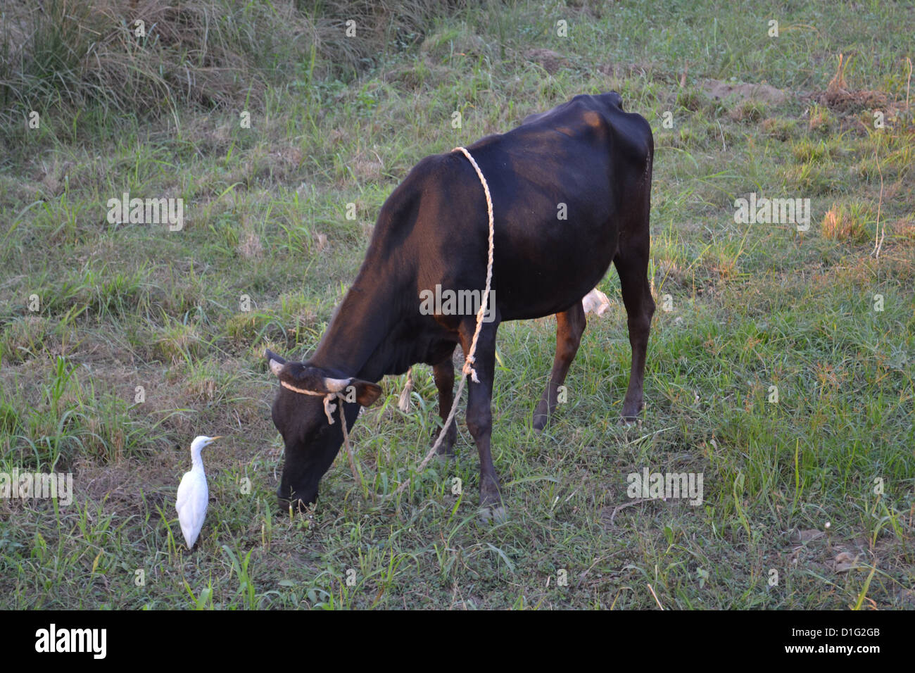 Une aigrette d'un séjour près de une vache dans un champ, l'égyptien sur le regard dehors pour les insectes et les tiques pour manger. Banque D'Images