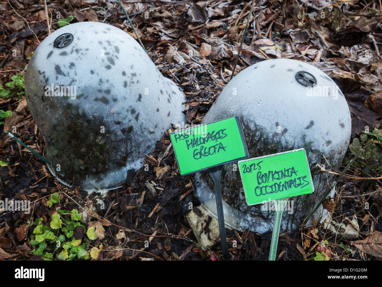 Protection contre le gel en forme de cloche couvre au Bristol Botanical Gardens UK contenant Haloragis erecta et Boykinia occidentalis Banque D'Images