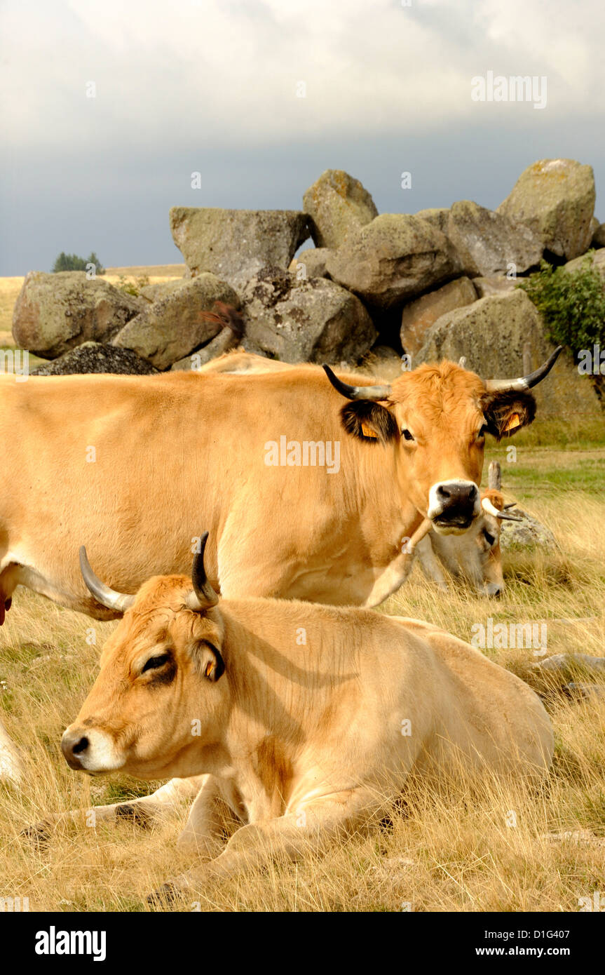 Bovins Aubrac, Aubrac, Lozère, France, Europe Banque D'Images