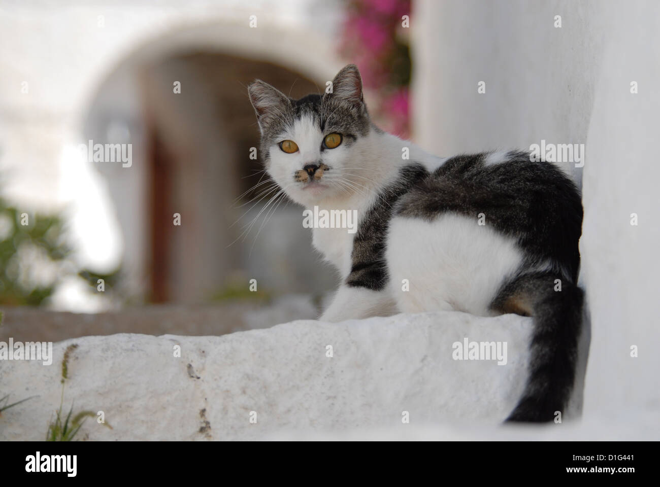 Tabby et blanc, assis sur une marche, la Grèce, l'île du Dodécanèse, Non-pedigree Shorthair, felis silvestris catus domesticus, forma Banque D'Images