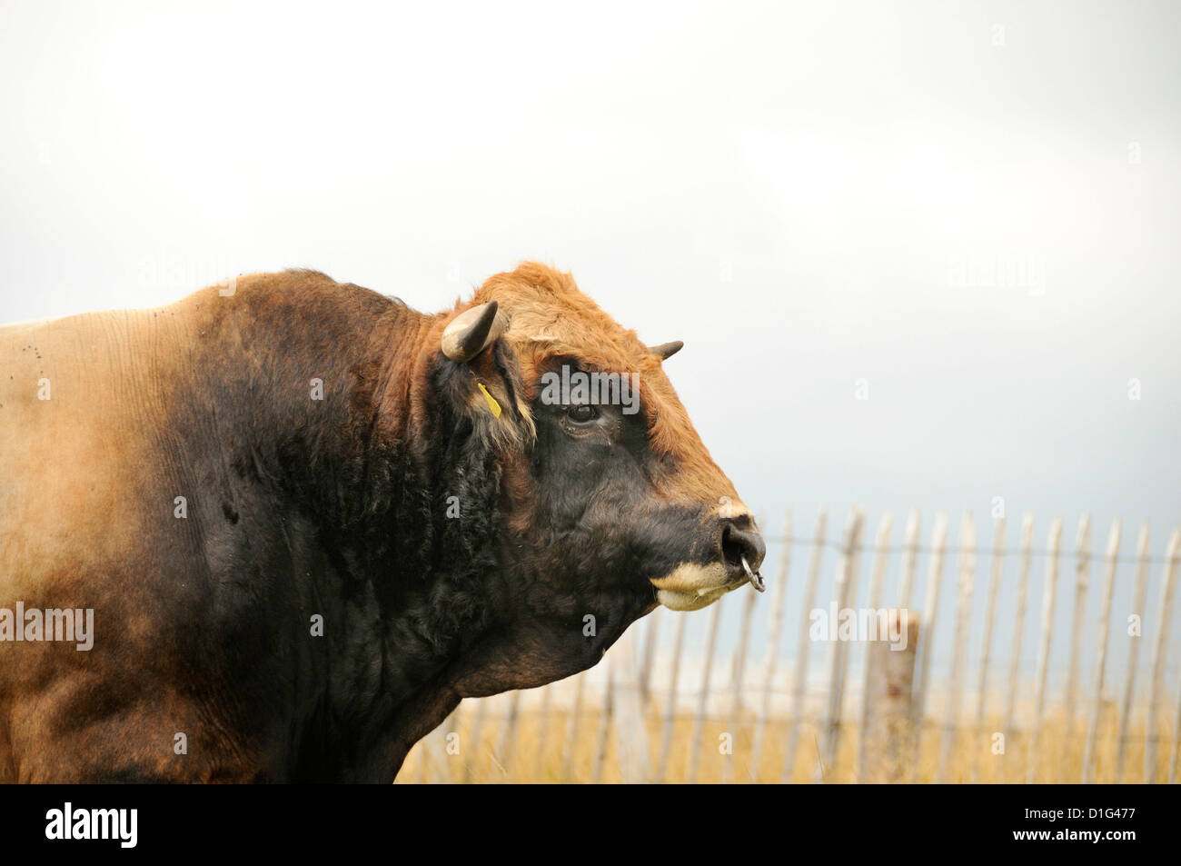 Bull.Aubrac.Lozere. France Banque D'Images